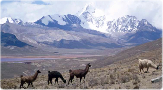 Llamas