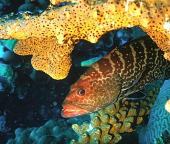 Bonaire