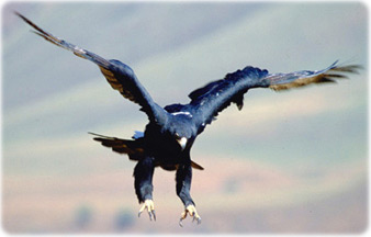 Black eagle 