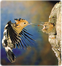 Hoopoe 