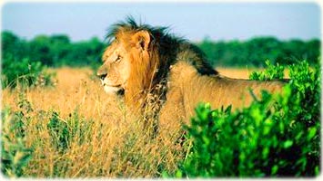African lion