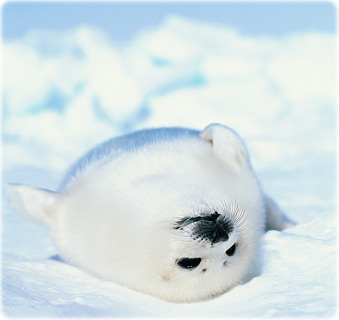Seal