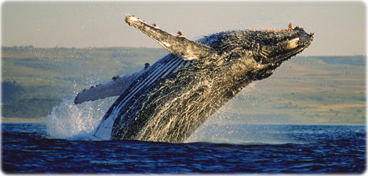 Whale