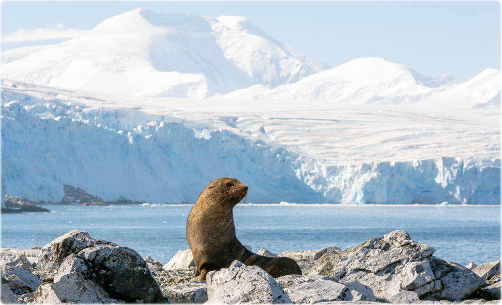 Wildlife