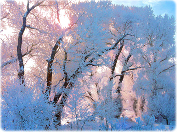 Frost