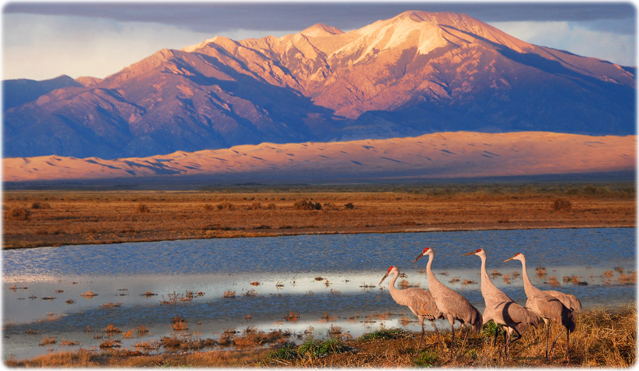 Sandhill Cranes