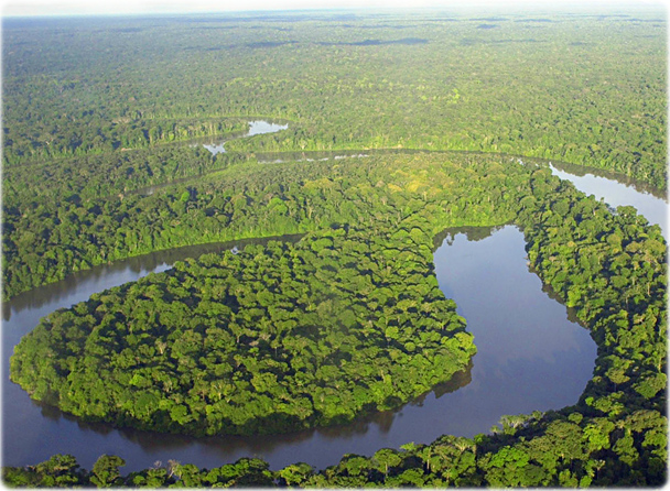 Amazon Forest