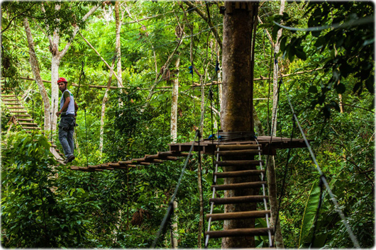 Jungle