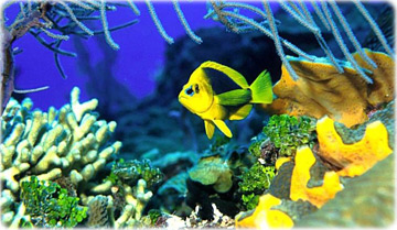 Butterfly fish