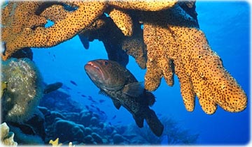 Caribbean Sea