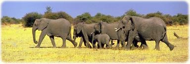 African elephants, wildlife in Africa