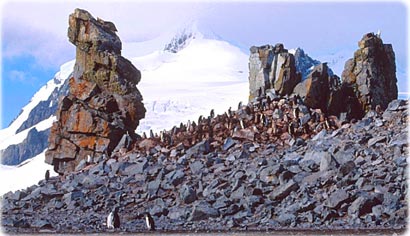 Penguins in Danco Island