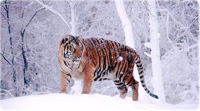 Tiger Siberia
