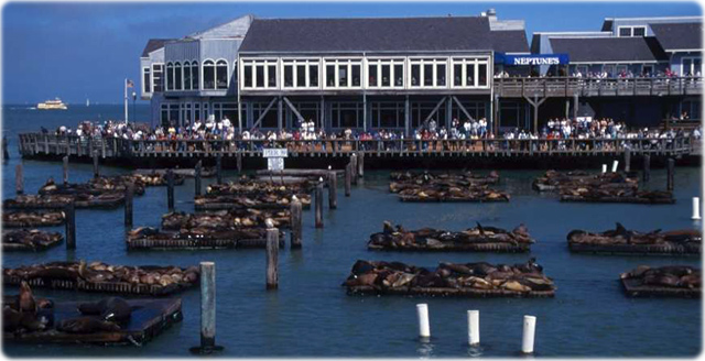 Sea lions