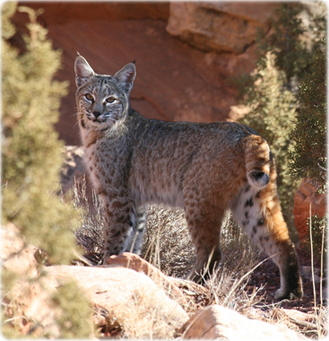 Bobcat