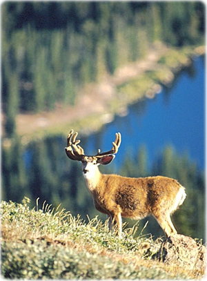 Deer
