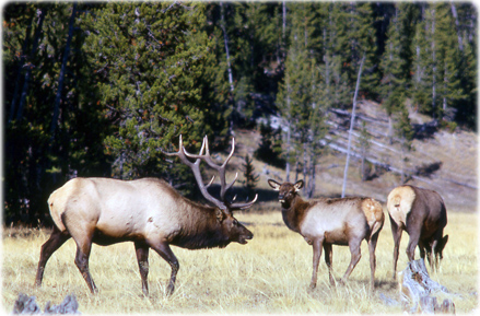 Elks