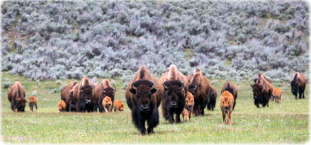 Lamar Valley