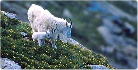 Mountain goats