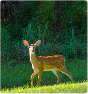 Wildlife