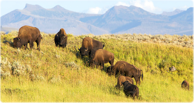 Bison