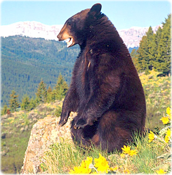 Black bear