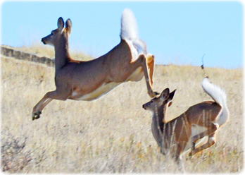 Deer