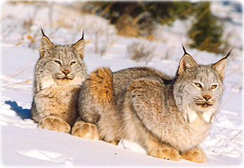 Lynx