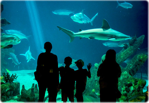Aquarium