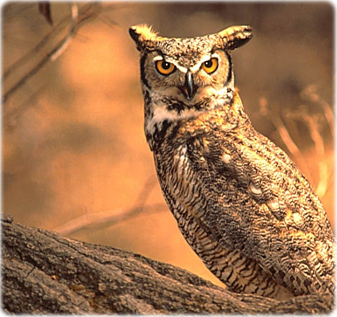 Owl