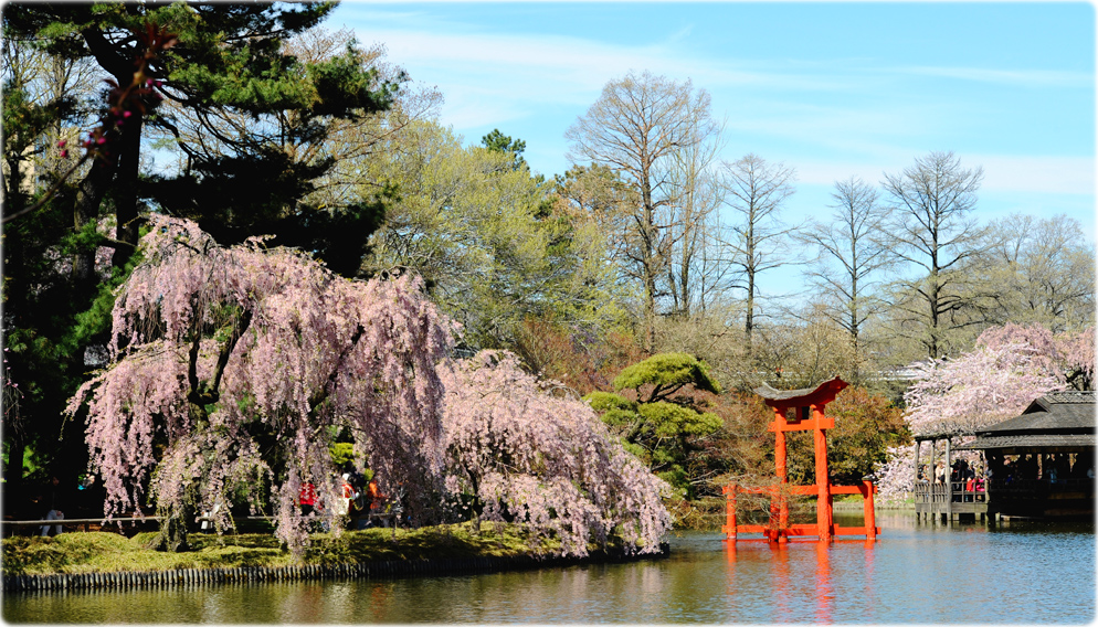Cherry Blossom